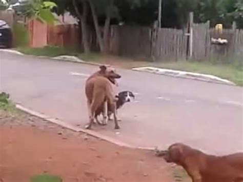 mulher fazsexo com cachorro|100.000+ melhores vídeos de Mulher Com Cachorro .